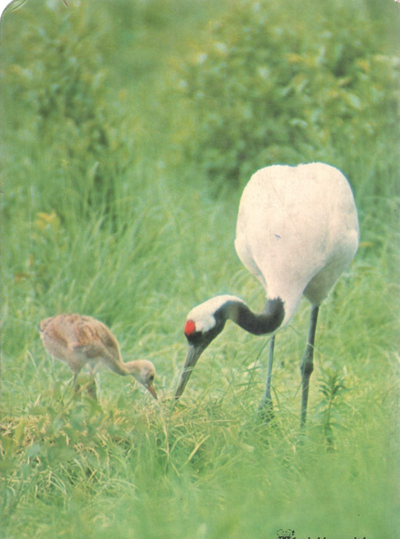 WILD FAMILIES BY FROEBEL KEN - Image 2