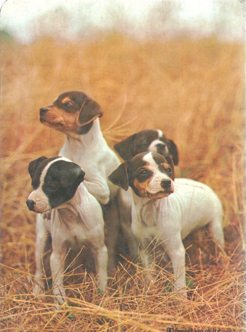 PUPPIES PUSSIES BY FROEBEL KAN - Image 2