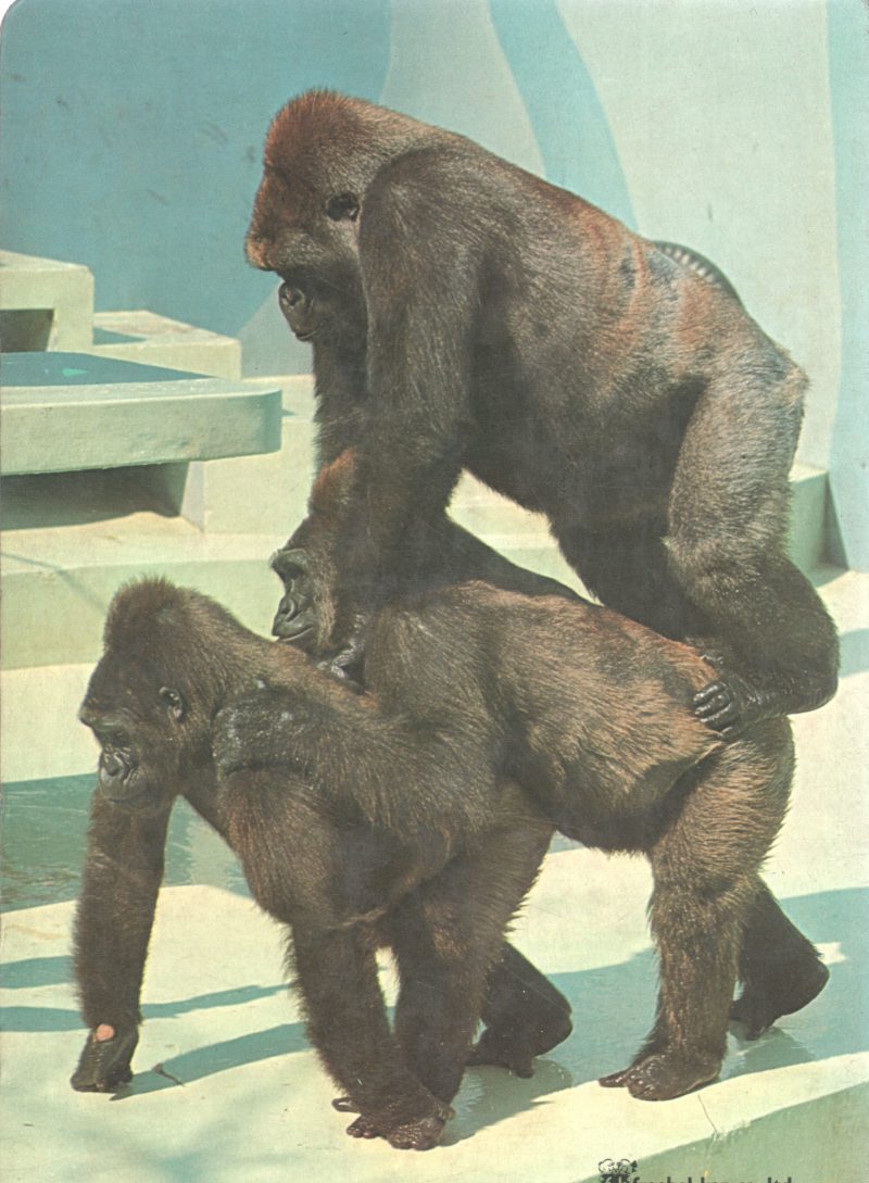 ANIMALS IN THE ZOO BY FOREBEL KAN - Image 2