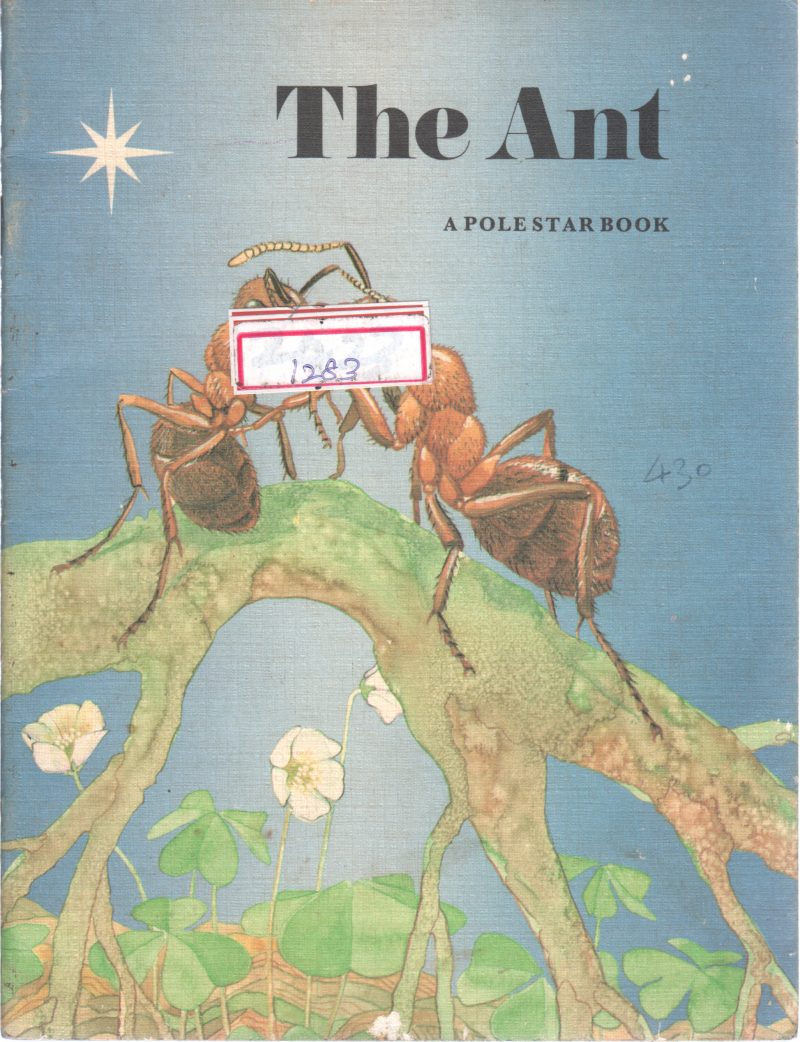 THE ANT