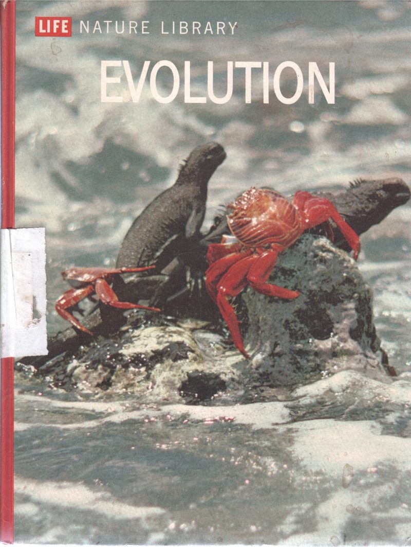 EVOLUTION BY RUTH MOORE