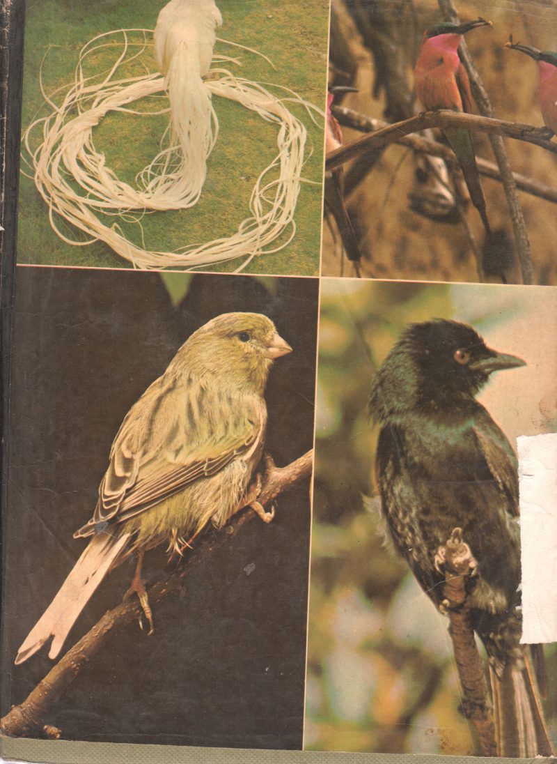 CREATURES OF THE AIR - Image 2