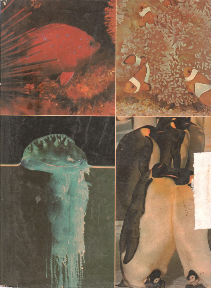 CREATURES OF THE SEA BY PETER BOWEN - Image 2