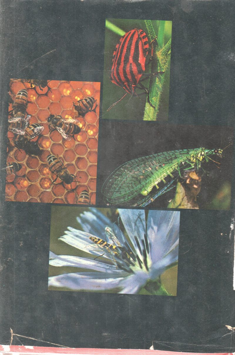 THE SECRET LIFE OF INSECTS BY P. PASSARIN D'ENTREVES - Image 2